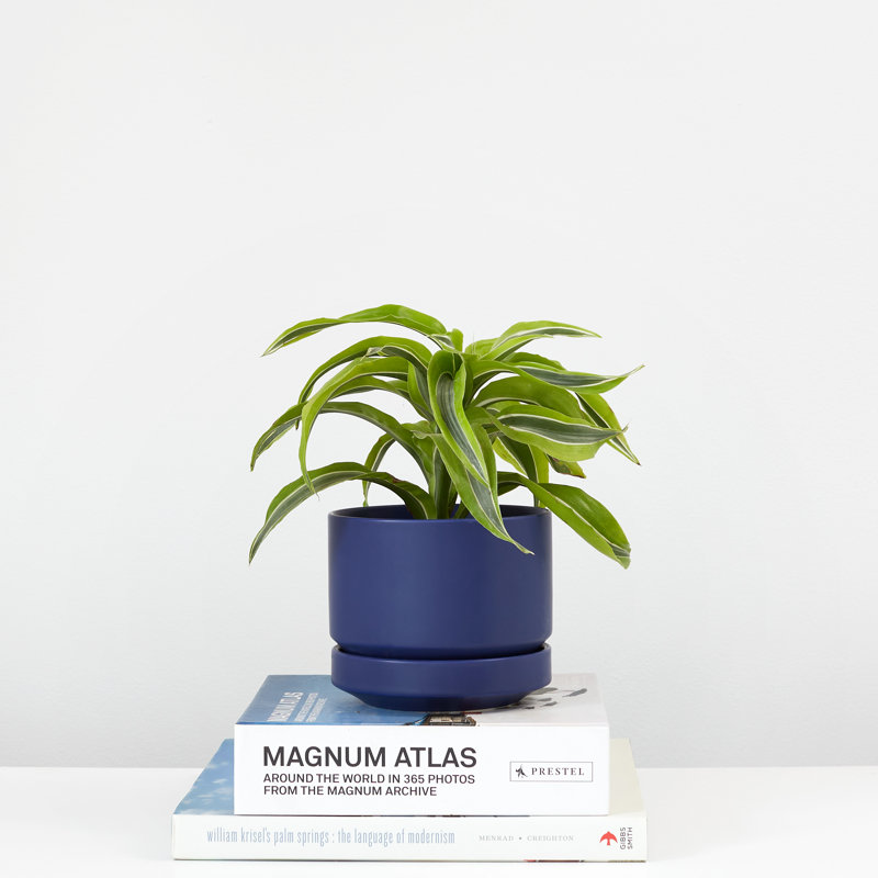 Pot à fleurs en céramique Byer, H 4,25 po x l 5 po x P 5 po, Bleu