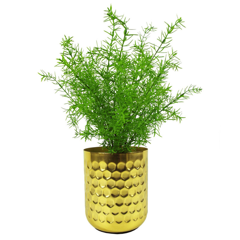 Andwele 45cm Plant
