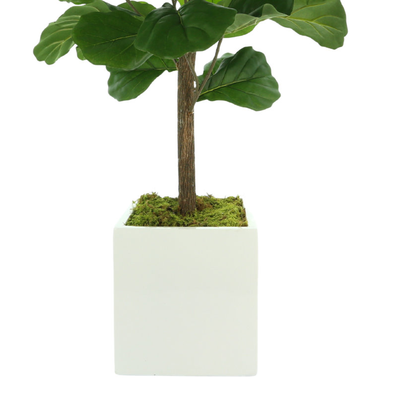3.5' Fiddle Leaf Fig Tree, 42'' H x 24'' W x 24'' D