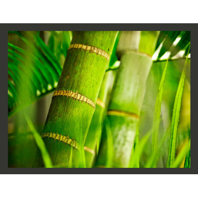 Bamboo Detail 2.31m x 300cm Wallpaper