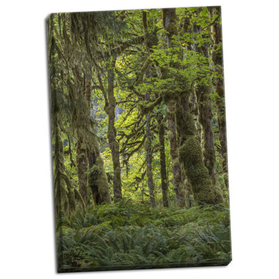 " Quinault Rainforest I " Print