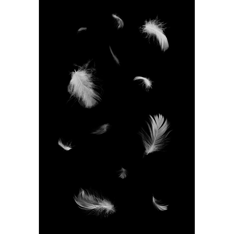 White Feathers - Wrapped Canvas Print, 122cm H x 81cm W x 3.8cm D