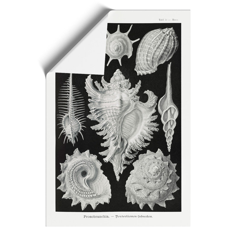Prosobranchia Sea Snails by Ernst Haeckel - Frameless Print, 30cm H x 21cm W x 0.1cm D