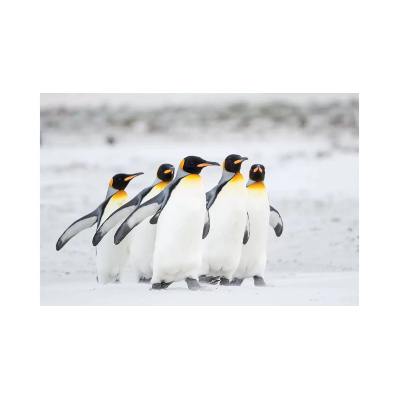 King Penguin On Falkland Islands. by Martin Zwick - Wrapped Canvas Gallery-Wrapped Canvas Giclée