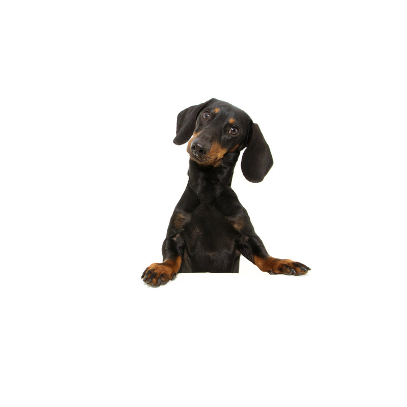 Dachshund Dog With Paws Over Black Edge. Tilting Head Side. Isolated On White Background. by Smrm1977 - Wrapped Canvas Print