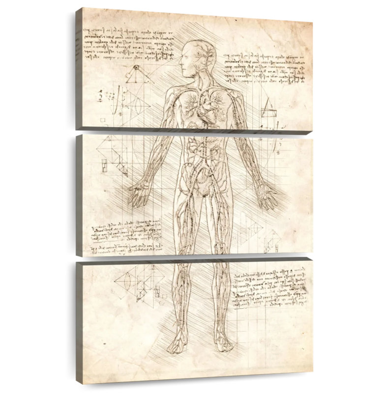 Keiri Human Circulatory System, 45" H x 28" W