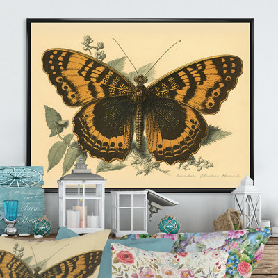 Aneia " Vintage Illustration Of Butterfly I "