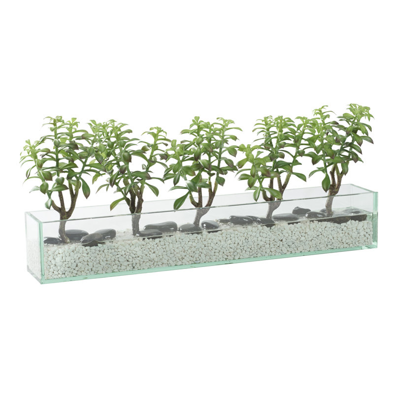 Plantes grasses en verre d'aquarium rectangulaire