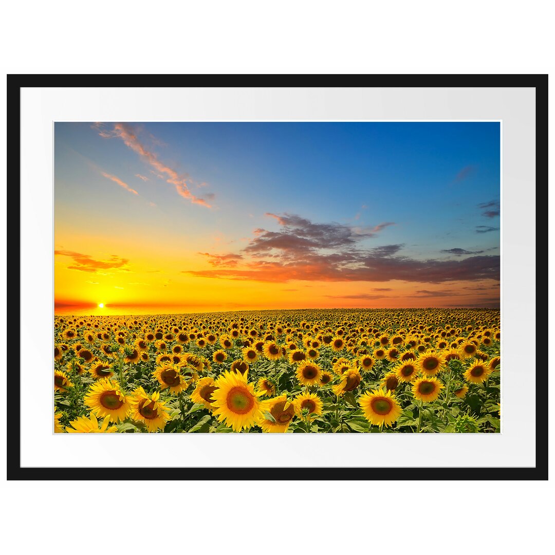 Gerahmtes Poster Sonnenuntergang Sonnenblumen