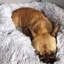 Jaiden Orthopedic Fleece Pet Bed-800419032-800419033