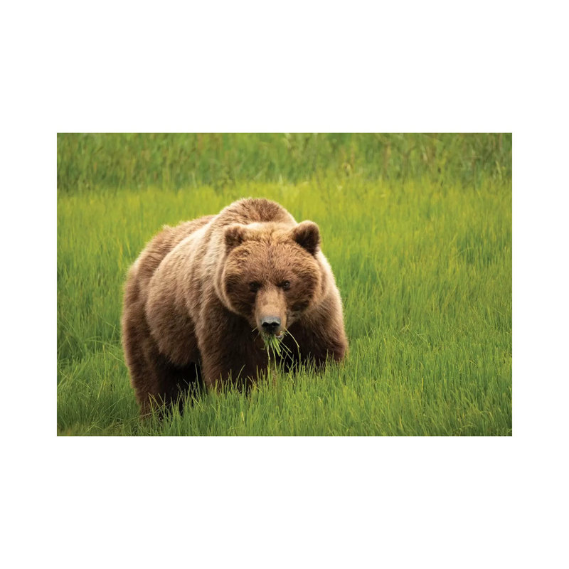 Grizzly Bear Eating Grass, Alaska, USA by George Theodore - Wrapped Canvas Print, 20.32 cm H x 30.48 cm W