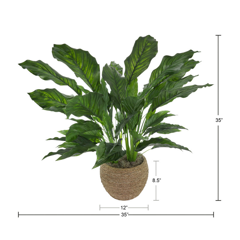 UV Rated Spathiphyllum Plant in Seagrass-Wrapped Pot