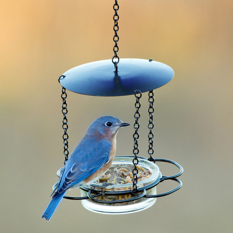 Mangeoire d’oiseaux à plateau floral Diederik, Bleu de cobalt