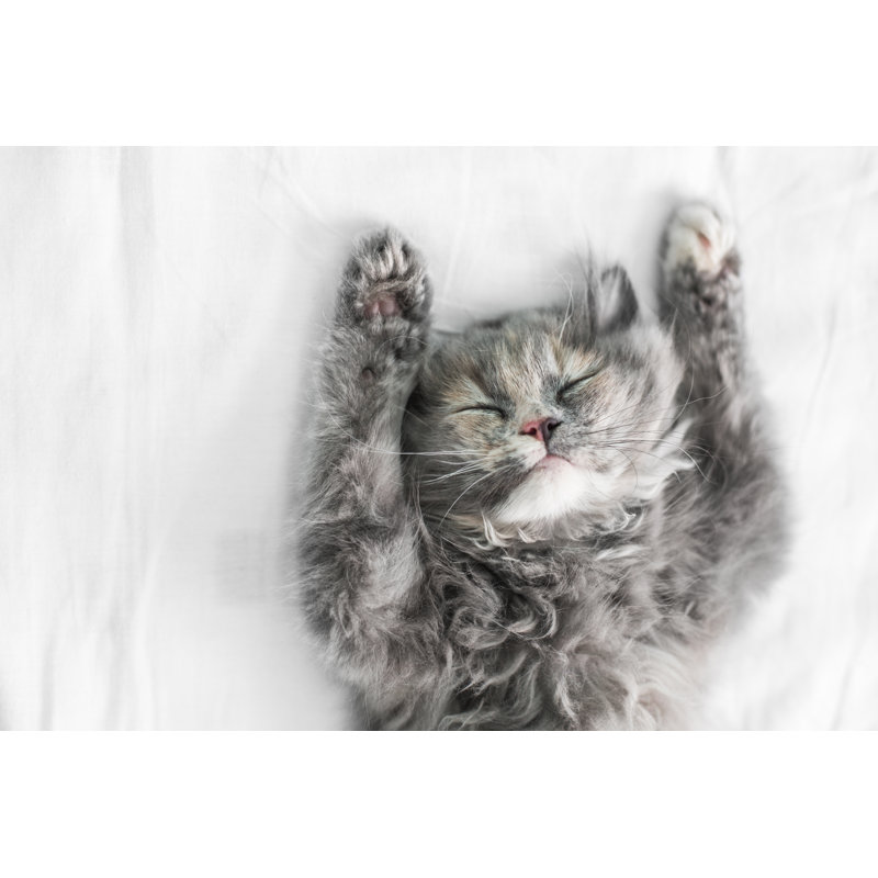 Cute Cat Sleeping On The Bed by Valio84sl - Wrapped Canvas Print, 81cm H x 122cm W x 3.8cm D