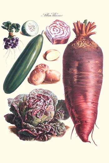 'Vegetables; Raddish, Cabbage, Potato, and Cucumber' by Philippe-Victoire Levêque de Vilmorin Graphic Art