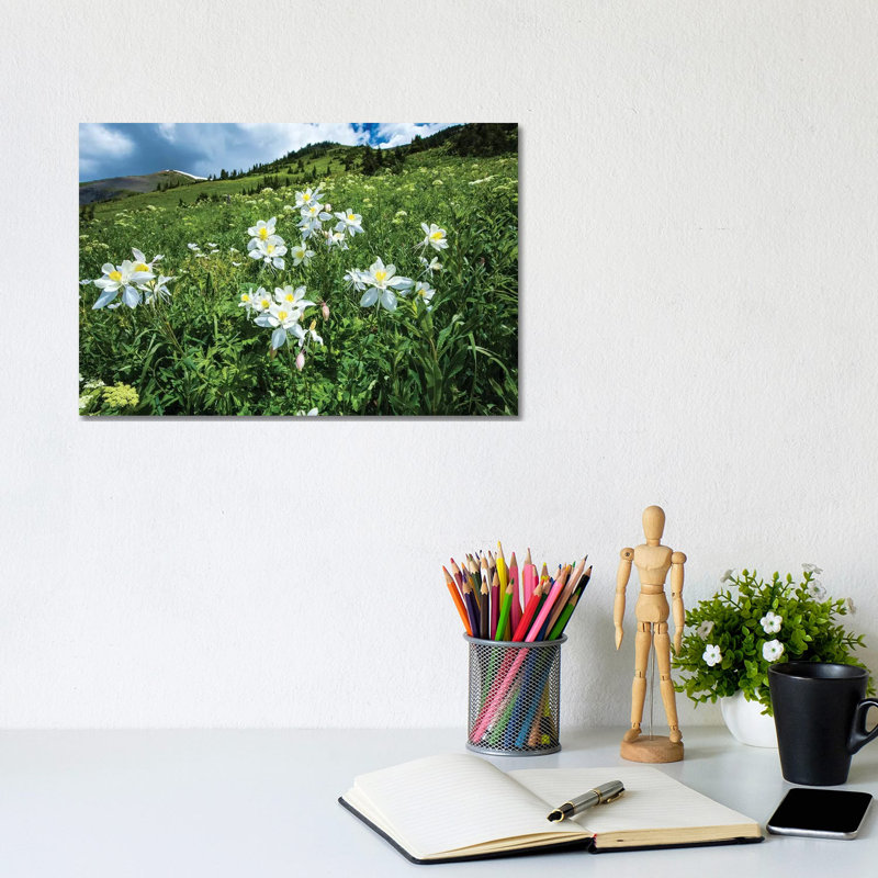 Wildflowers Growing In A Field, Crested Butte, Colorado, USA - Wrapped Canvas Print, 20.32 cm H x 30.48 cm W