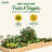 Wood Raised Garden Bed-1756918375