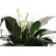 Live Peace Lily Plant in Classic Pot-49662136