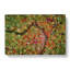 Road Through The Forest - Wrapped Canvas-55339574