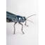 Grasshopper
