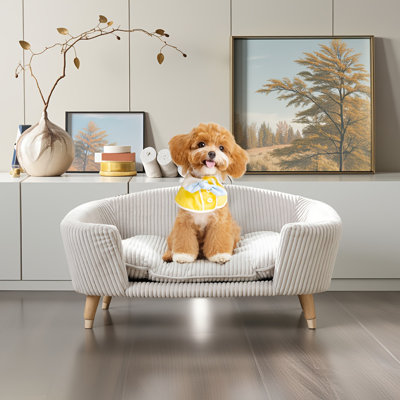 Lit pour chien surélevé pour petits chiens - Canapé en velours côtelé avec pieds en bois d'hévéa et mousse de soutien, assemblage facile pour les animaux de compagnie 11 à 25 lb