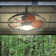51cm Caged Ceiling Fan with LED Light and Remote Control