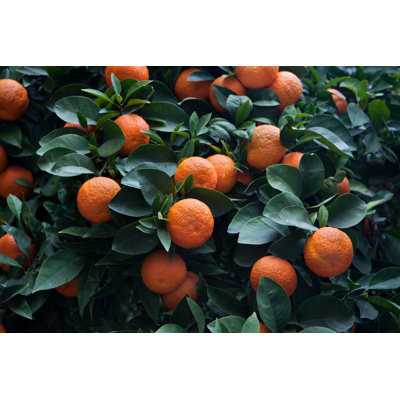 " Bitter Orange Tree (Citrus Aurantium) In Cordoba, Andalusia, Spain " by Wrangel