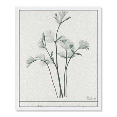 Jeanette "Parsley II" Print by Albert Koetsier