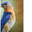 «Portrait of a Bluebird» par Vidur, impression sur toile tendue-22072629