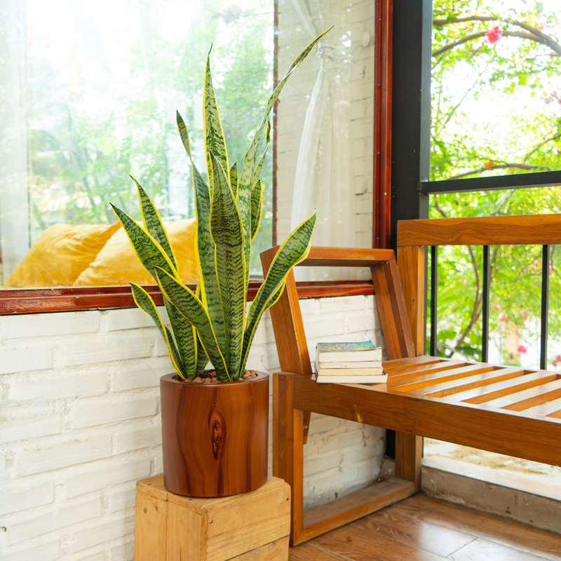 7.8 In. Dark Wood Plastic Self-Watering Planter Pot