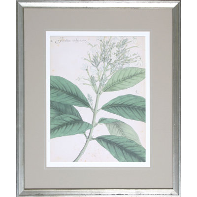 «Botanical IV» par Haslam - impression encadrée sur papier