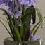 Arrangement floral vase danse Charlton