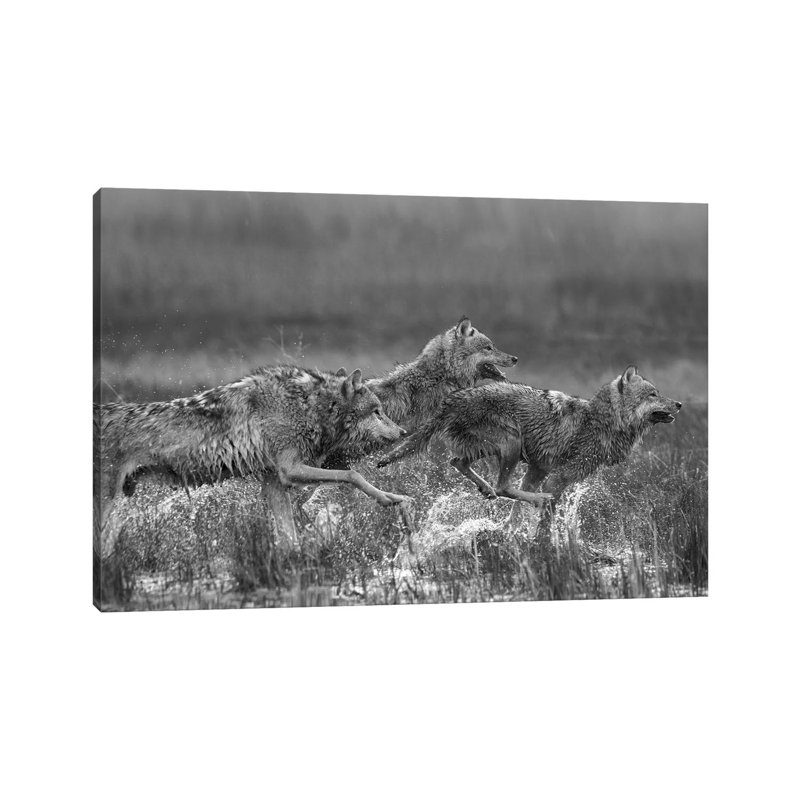 Gray Wolf Trio Running Through Water, North America by Tim Fitzharris - No Frame Gallery-Wrapped Canvas Giclée on Canvas