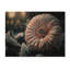Une fleur de gerbera rose en hiver III - Impression sur toile-38037448-39051333