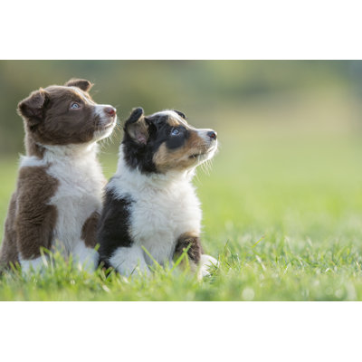 Look at That Dog by Fatcamera