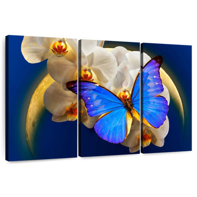 Brampt Moonlit Morpho Butterfly