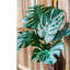 Feuille de style real touch turtle-672701947-672701892