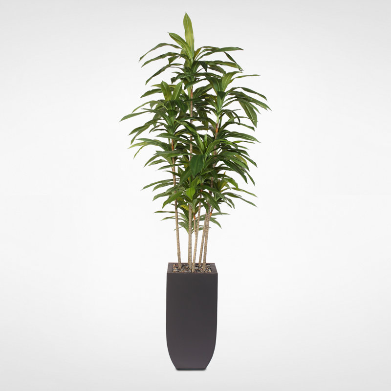 Arbre Drangena Massangeana en pot Billie-Lee