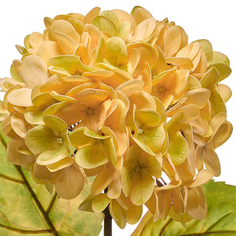 Hydragnea d'automne 23 po Just Cut, Jaune