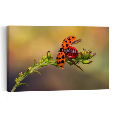 Ladybug Taking Flight Delicate Vibrant Contemporary Ladybird Ladybug Nature Plant Wall Art Print by Atul Saluja - Print