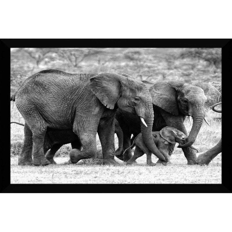 Famille d'éléphants, reproduction de photo, H 27,5 po x l 39,5 po x P 0,75 po, Cadre noir