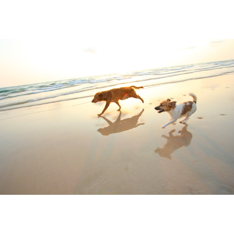 Two Adventure Dogs Running On The Beach, 20cm H x 30cm W