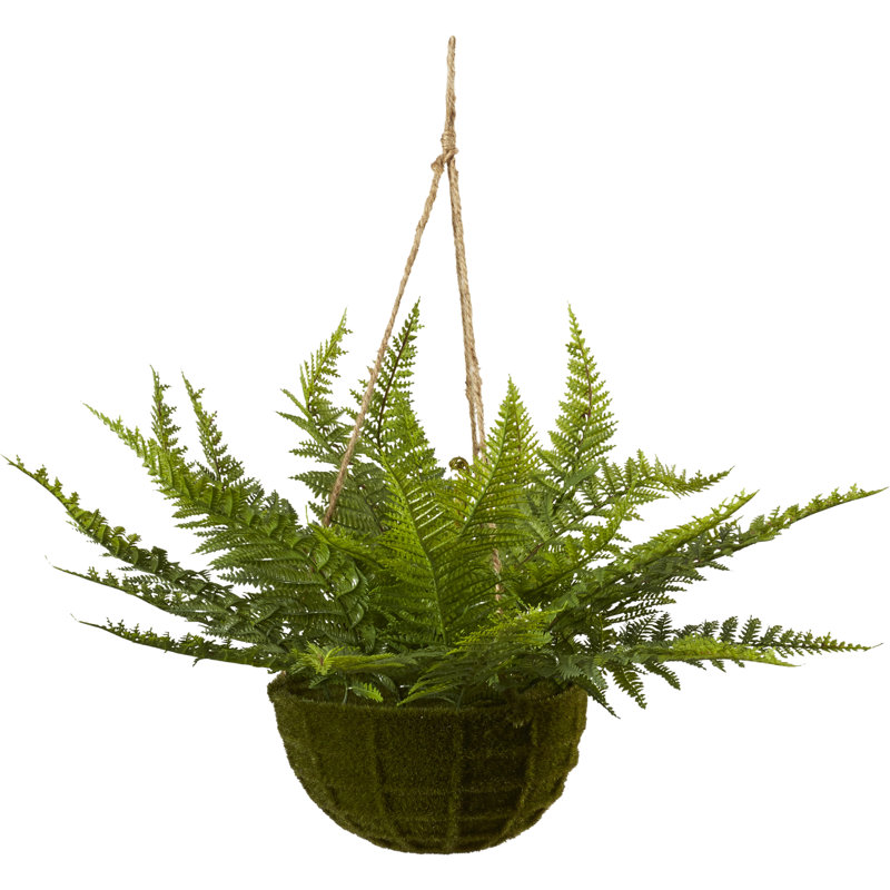 Evergreen Fern Duo in Mossy Plastic Hanging Baskets for Indoor/Outdoor
