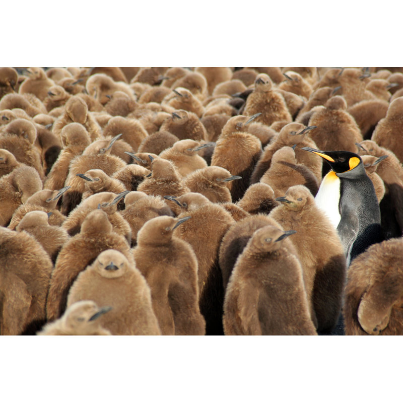 King Penguins by BernardBreton - Wrapped Canvas Print, 61 cm H x 91 cm W