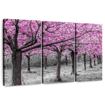 Cerisiers Harnek en fleurs parfaites