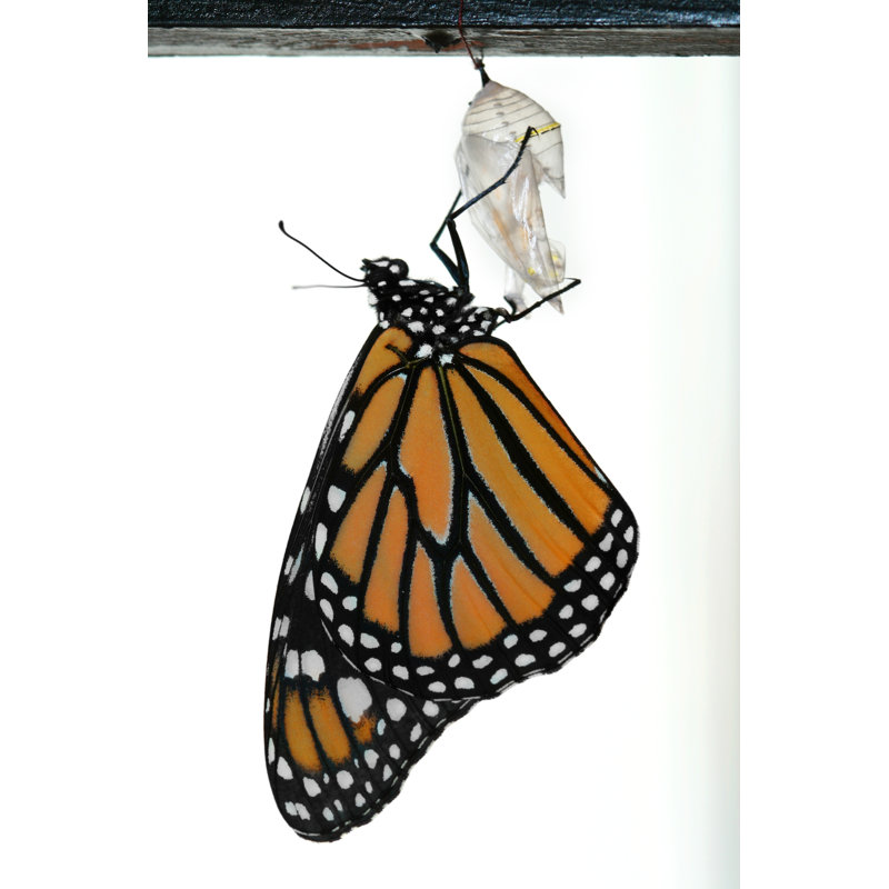 " Monarch Butterfly Newly Emerged From Cocoon ", 12" H x 8" W x 1.25" D