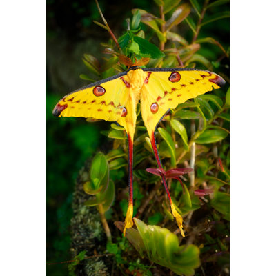 Mindaugas Largest Moth In The World by Min Shi - Wrapped Canvas Print