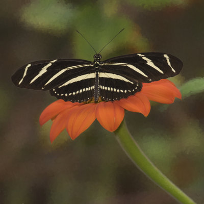 Portrait de papillon VII