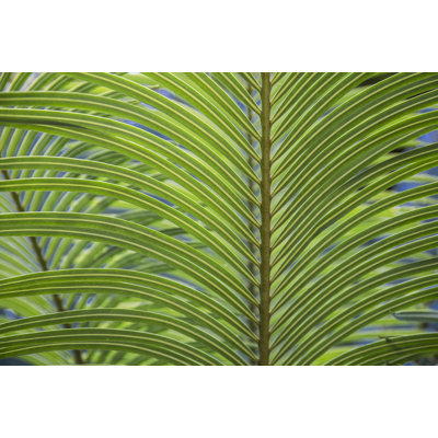 Leaf Pattern by Barbara Markoff - Wrapped Canvas Print