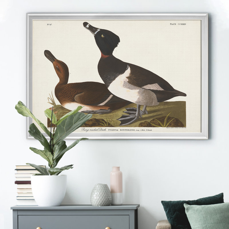 Ring Ringed Duck - reproduction de cadre photo sur toile, H 22,5 po x l 30,5 po x P 1,5 po, Argent